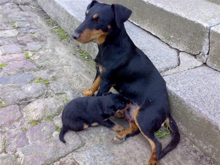 Tysk jagtterrier Ayo billede 10