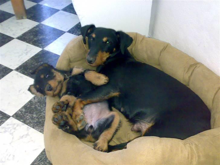 Tysk jagtterrier Ayo billede 11