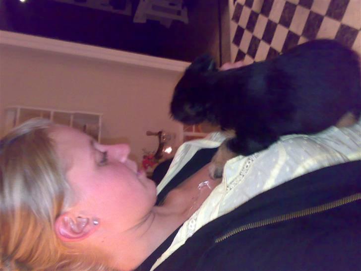 Tysk jagtterrier Ayo billede 12