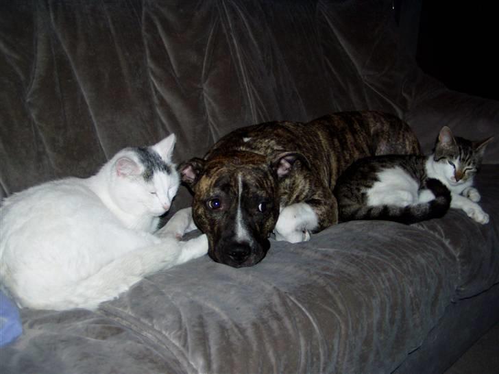 Amerikansk staffordshire terrier Nicki - Åh nej nu er mit rygte som farlig kamphund ødelagt... billede 12