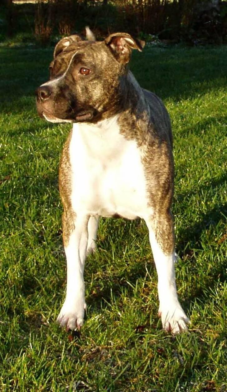 Amerikansk staffordshire terrier Nicki billede 13