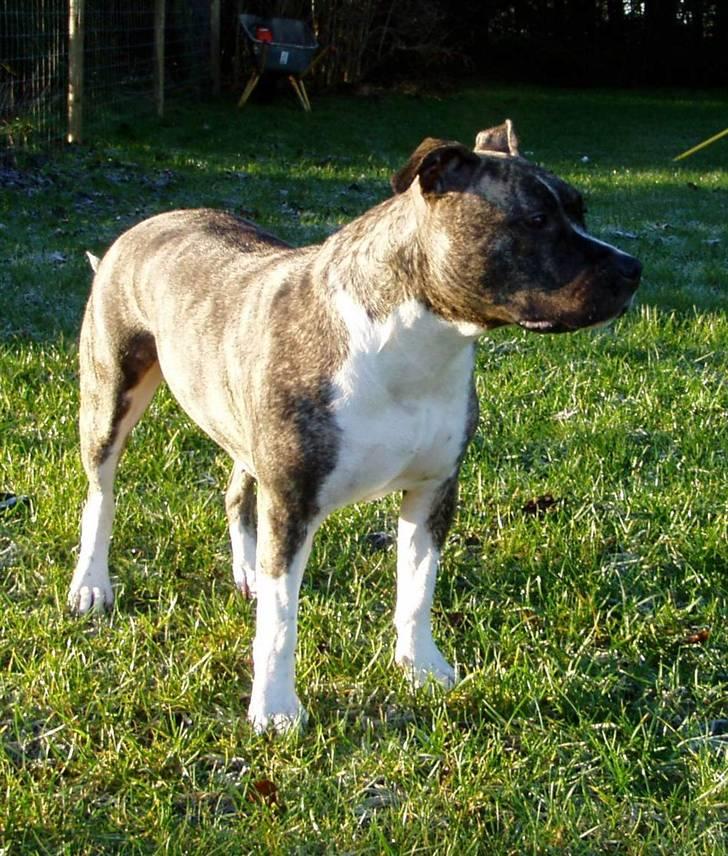Amerikansk staffordshire terrier Nicki billede 14