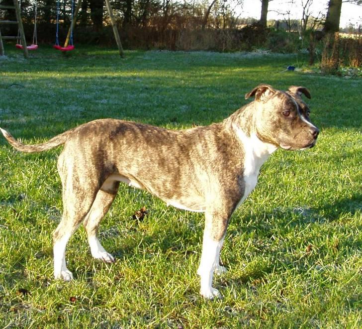 Amerikansk staffordshire terrier Nicki billede 15