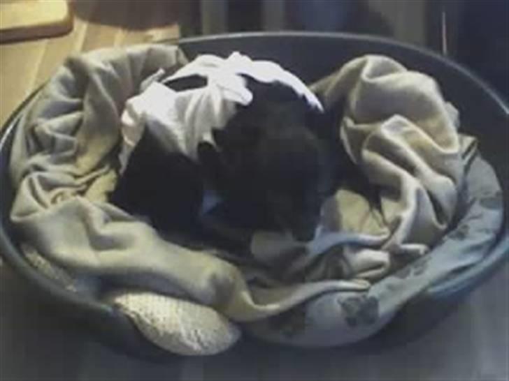 Blanding af racer B´sen RIP 8/10-2010 - B´sen er lige blevet opereret. hun er lige kommet hjefra dyrlægen. Hendes livmoder var/er faldt  "ned.  billede 11