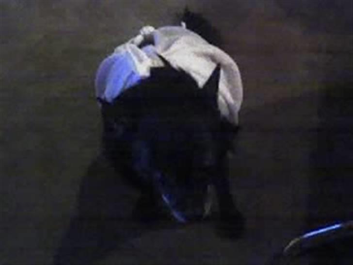 Blanding af racer B´sen RIP 8/10-2010 - efteråret 2005 billede 12