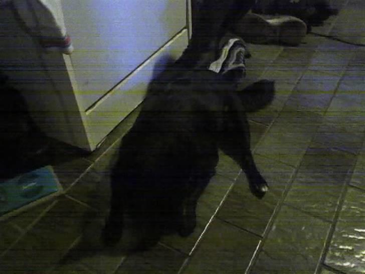 Blanding af racer B´sen RIP 8/10-2010 -  meget sløv hund der lige r kommet hjem fra dyrhospitalet billede 13