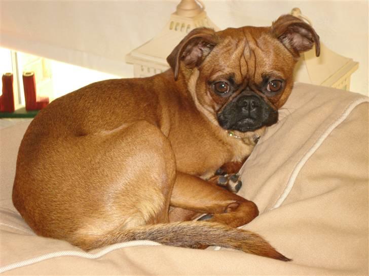 Blanding af racer Ludvig billede 11