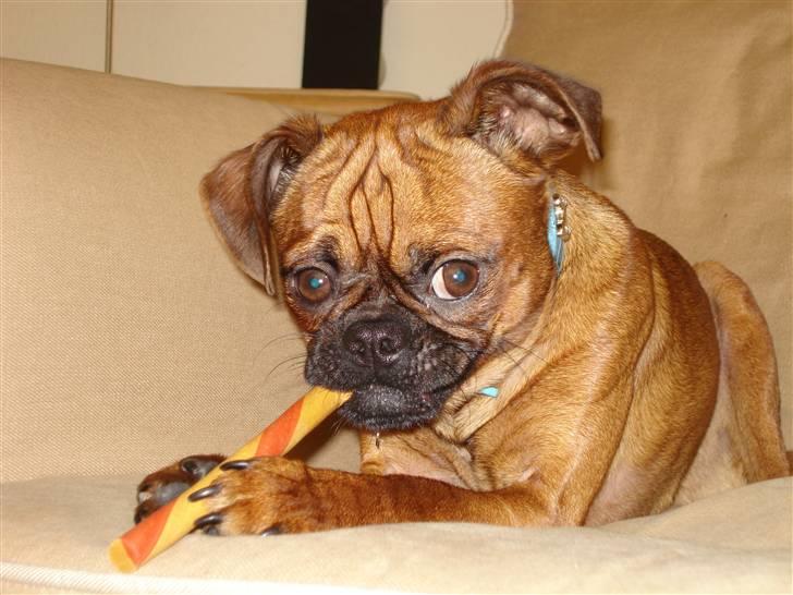 Blanding af racer Ludvig billede 12