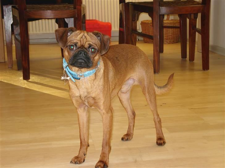 Blanding af racer Ludvig billede 13