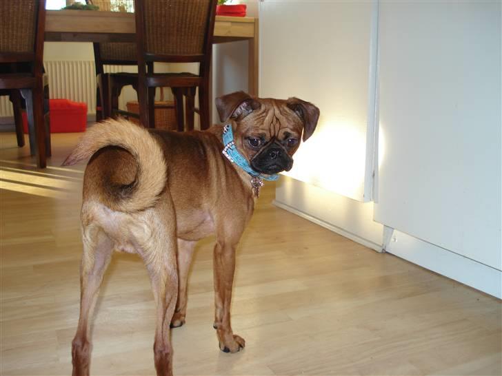 Blanding af racer Ludvig billede 14