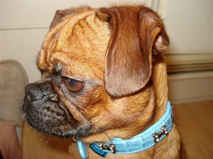 Blanding af racer Ludvig billede 15