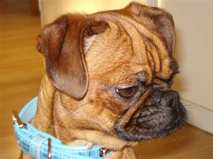 Blanding af racer Ludvig billede 16