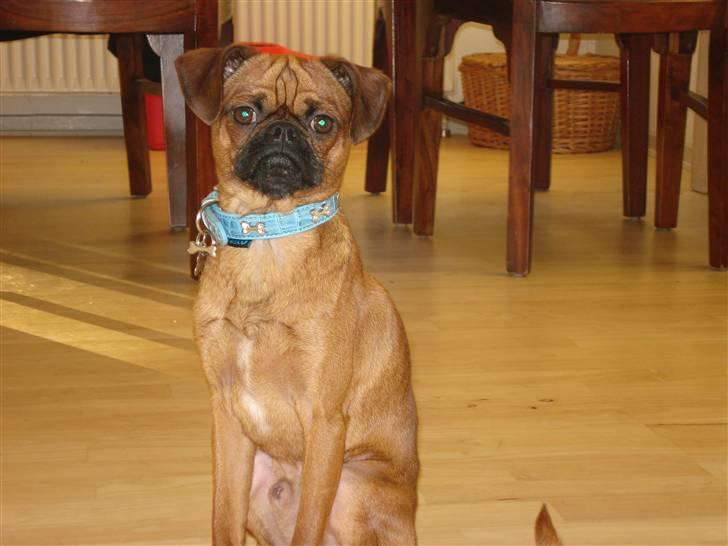 Blanding af racer Ludvig billede 17