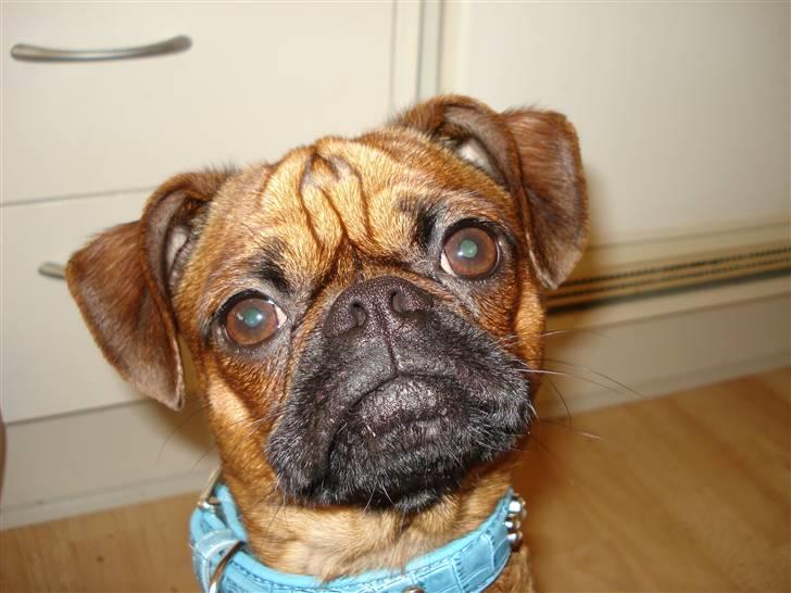 Blanding af racer Ludvig billede 18