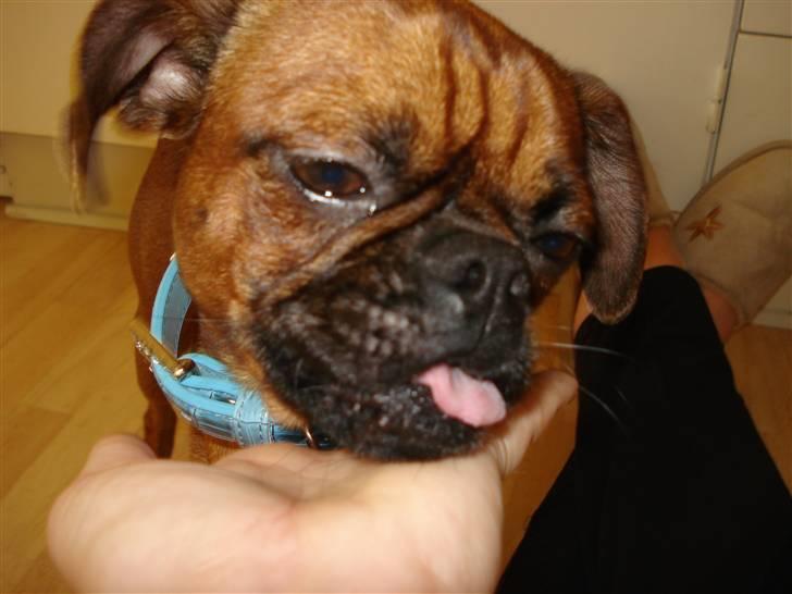 Blanding af racer Ludvig billede 19