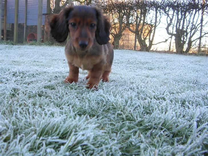 Miniature gravhund luffe - hej jeg er ude i haven og det er koldt... billede 6