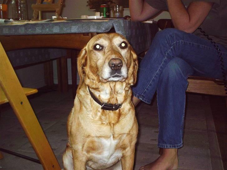 Blanding af racer Lady - FIne hund <33 billede 7