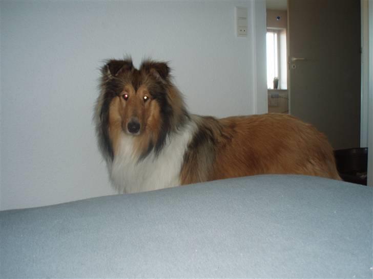 Collie langhåret Kenzo billede 6