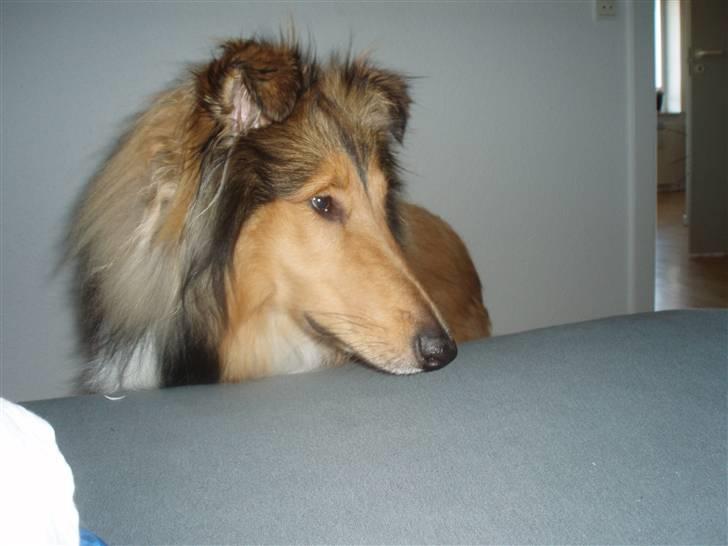 Collie langhåret Kenzo billede 7