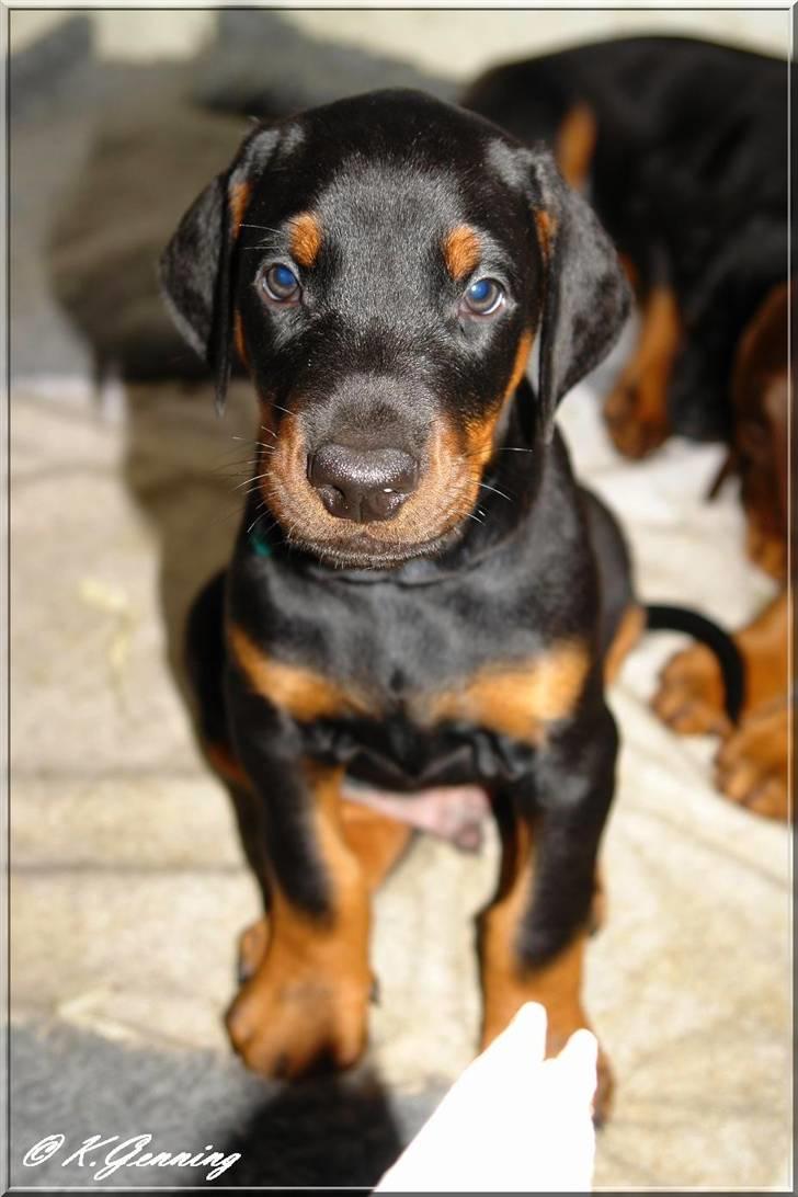 Dobermann Capone billede 8