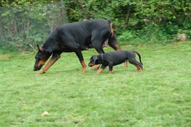 Dobermann Capone billede 9