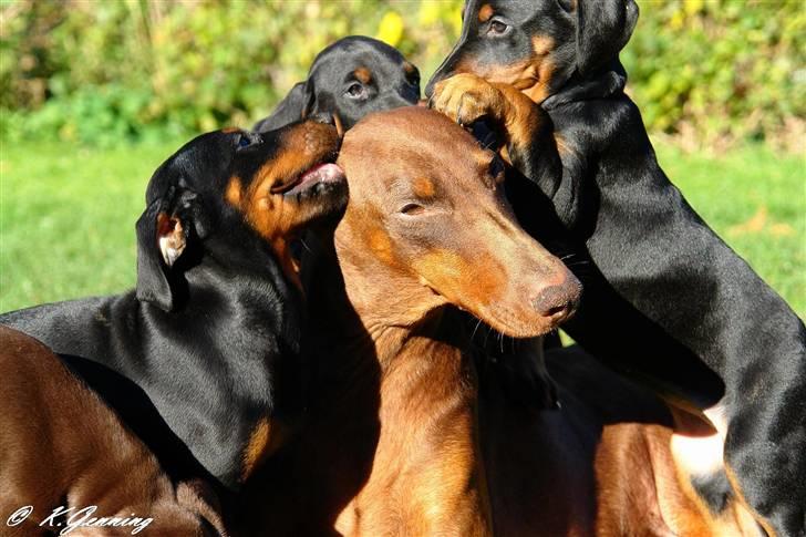 Dobermann Capone billede 10