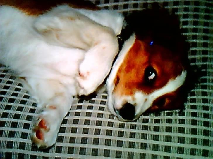 Kooikerhondje Soya Taka Otello -solgt-  billede 1