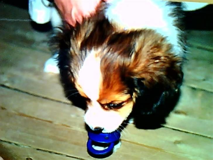 Kooikerhondje Soya Taka Otello -solgt-  - Bebse :D billede 2