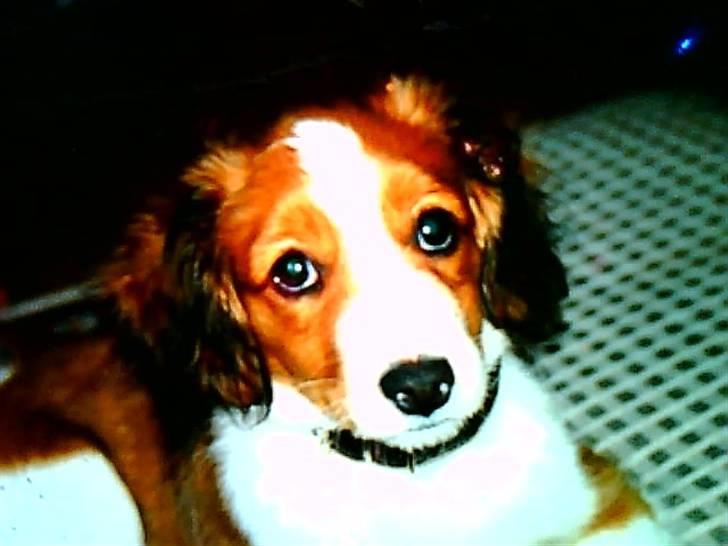 Kooikerhondje Soya Taka Otello -solgt-  billede 3