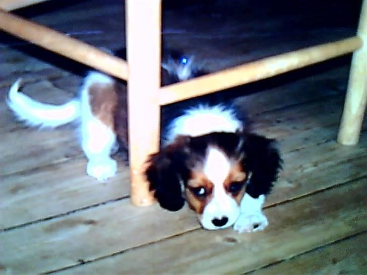 Kooikerhondje Soya Taka Otello -solgt-  billede 4