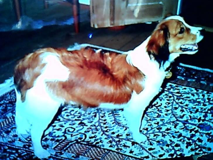 Kooikerhondje Soya Taka Otello -solgt-  billede 5