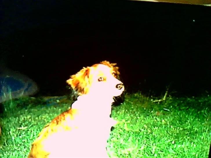 Kooikerhondje Soya Taka Otello -solgt-  billede 6