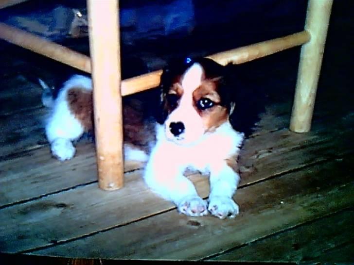 Kooikerhondje Soya Taka Otello -solgt-  billede 7