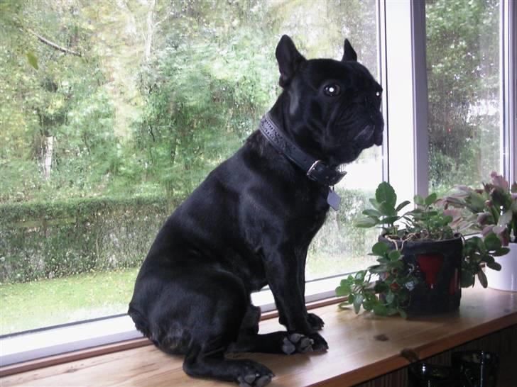 Fransk bulldog Oscar aka Batmand 1 - jeg hader regn. billede 14