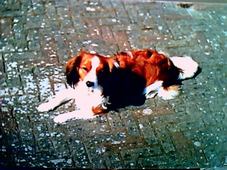 Kooikerhondje Soya Taka Otello -solgt-  - Dejligt med lidt solskin ! billede 9
