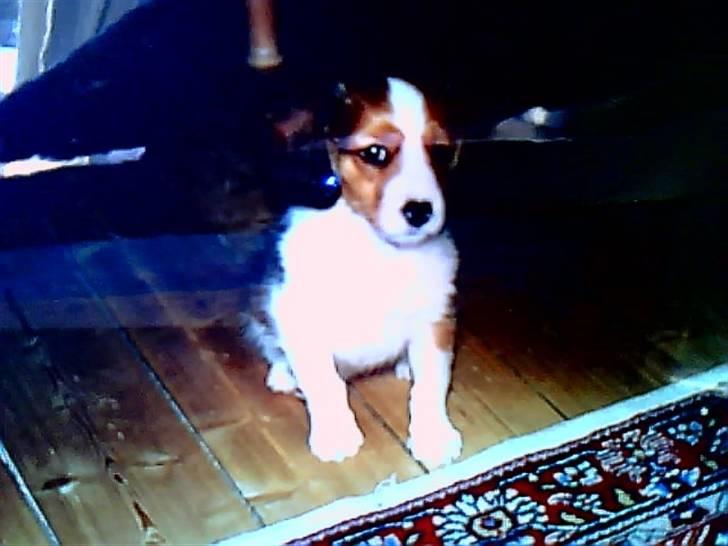 Kooikerhondje Soya Taka Otello -solgt-  billede 10