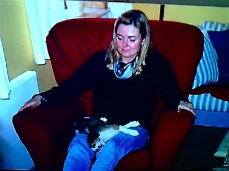 Kooikerhondje Soya Taka Otello -solgt-  - Lige en slapper på mor :) billede 11