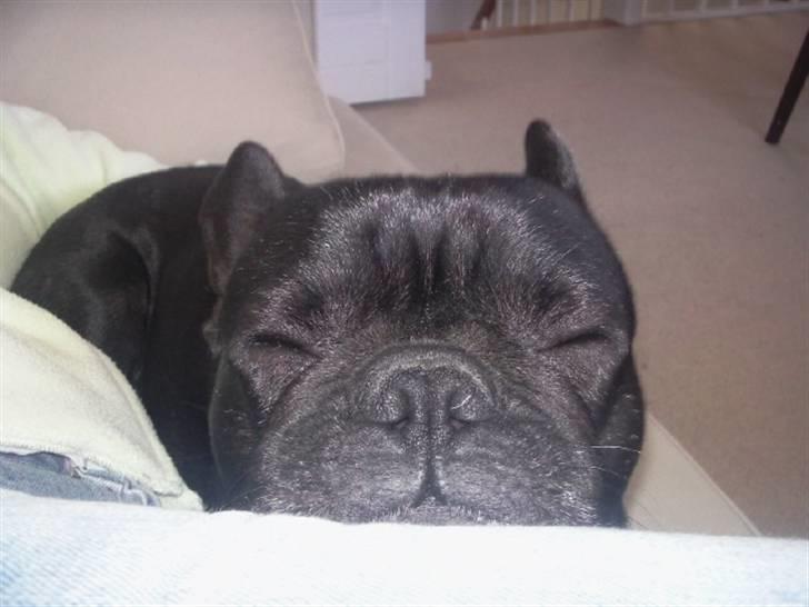 Fransk bulldog Oscar aka Batmand 1 - smukke Osscar. billede 15