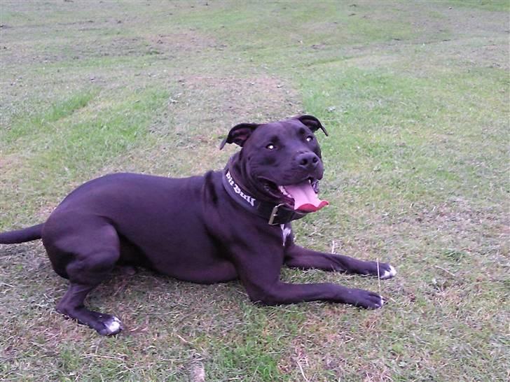 Amerikansk staffordshire terrier Chico billede 1