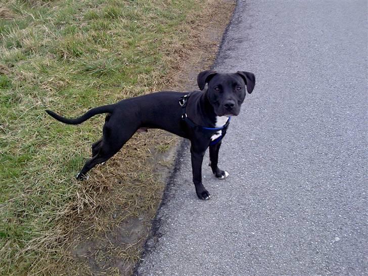 Amerikansk staffordshire terrier Chico - Skal lige strække mig billede 2
