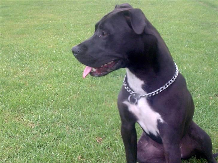 Amerikansk staffordshire terrier Chico billede 3