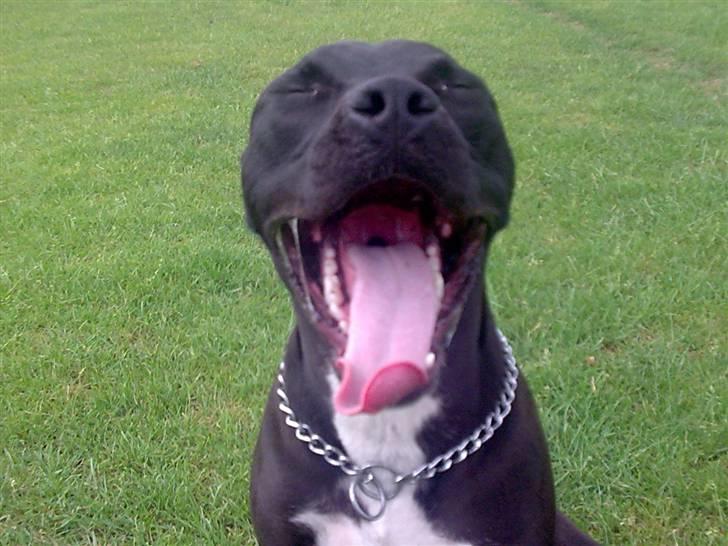 Amerikansk staffordshire terrier Chico billede 4