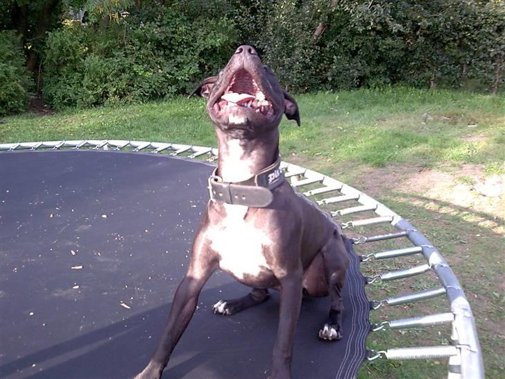 Amerikansk staffordshire terrier Chico billede 5