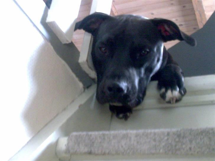 Amerikansk staffordshire terrier Chico billede 6