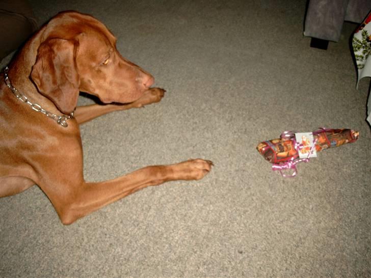 Vizsla Balou - nu vil jeg snart have min julegave billede 14