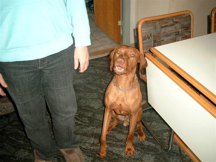 Vizsla Balou billede 15