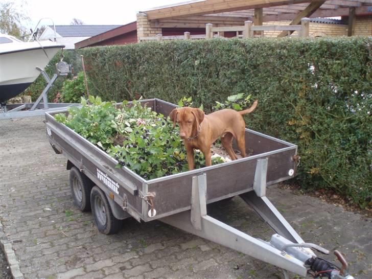 Vizsla Balou billede 16