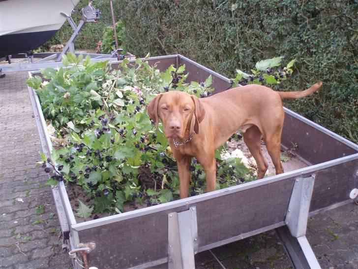 Vizsla Balou billede 17