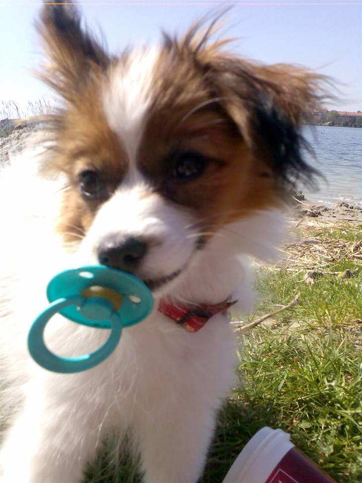 Papillon Chili - Lille pige på 5 mdr. med sut.. Det kan jeg godt li billede 1