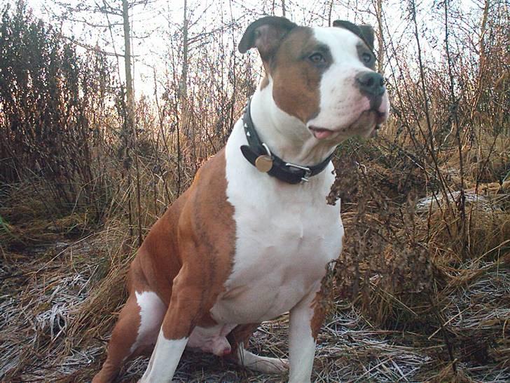 Amerikansk staffordshire terrier Keiko - Sidste nye billed 31/12/2007 billede 20